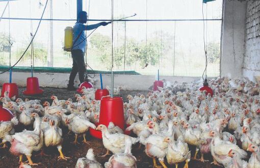 State takes measures to avert spread of bird flu, poultry farms under radar