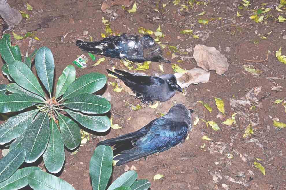 50 dead birds, mostly crows,   stoke avian flu scare in Delhi