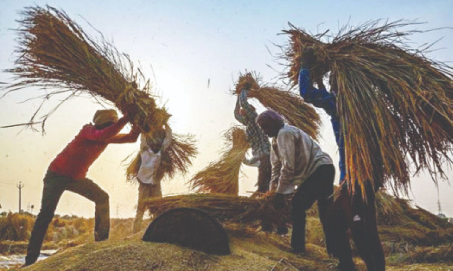 Govt buys 531 lakh tonnes paddy till Jan 8 at MSP for over `1 lakh cr