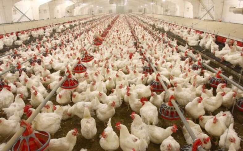 Maharashtra: 900 hens die at poultry farm in Parbhani Maharashtra: 900 hens die at poultry farm in Parbhani