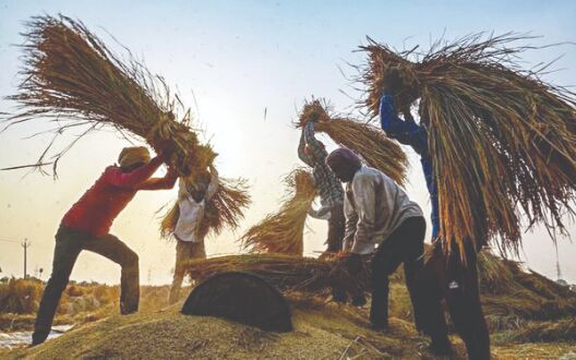 Govt buys 531 lakh tonnes paddy till Jan 8 at MSP for over `1 lakh cr
