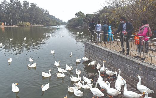 Bird flu scare: 24 crows, 10 ducks found dead at Delhi park and lake Bird flu scare: 24 crows, 10 ducks found dead at Delhi park and lake