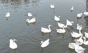 Bird flu confirmed in 7 states Bird flu confirmed in 7 states