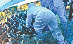 Mysterious bird deaths continue, Sanjay Lake an Alert Zone now Mysterious bird deaths continue, Sanjay Lake an Alert Zone now