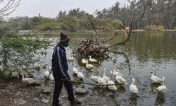 Eight birds +ve for bird flu; another Dwarka park shut Eight birds +ve for bird flu; another Dwarka park shut