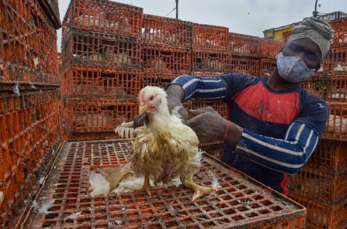 Bird flu confirmed in Delhi, all 8 samples sent to Bhopal lab tested positive: Officials