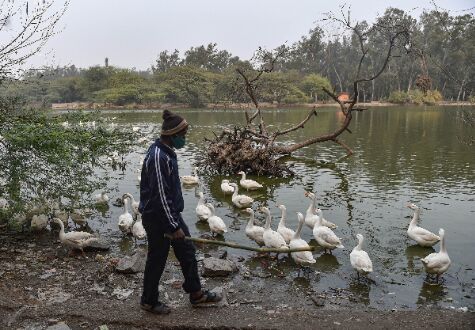 Eight birds +ve for bird flu; another Dwarka park shut