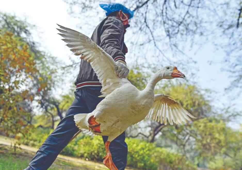 Delhi bans import of processed, packaged chicken from other states Delhi bans import of processed, packaged chicken from other states
