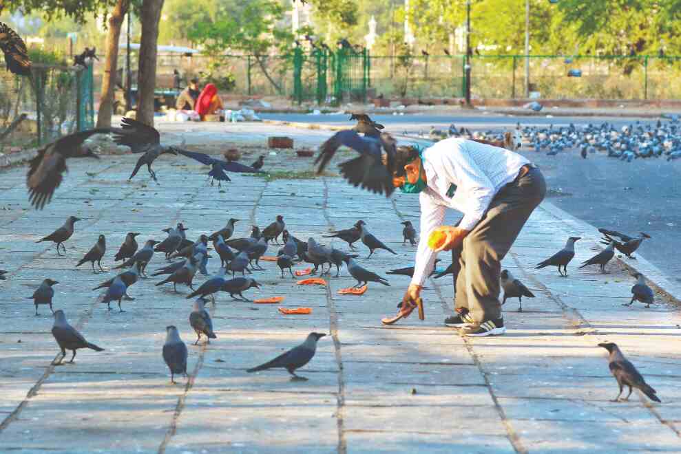 Over 1K bird deaths reported; Centre issues advisories on testing, culling operations