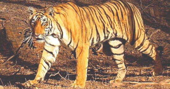 Relocated tiger flees from Rajaji Tiger Reserve, forest dept in huddle to track it Relocated tiger flees from Rajaji Tiger Reserve, forest dept in huddle to track it