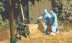 MCDs ban sale, purchase, storage of poultry, processed chicken MCDs ban sale, purchase, storage of poultry, processed chicken