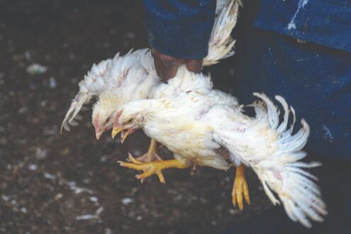 Bird flu in poultry confirmed in nine districts of Maharashtra Bird flu in poultry confirmed in nine districts of Maharashtra