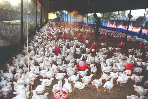Culling of poultry birds in Maha, Haryana underway Culling of poultry birds in Maha, Haryana underway