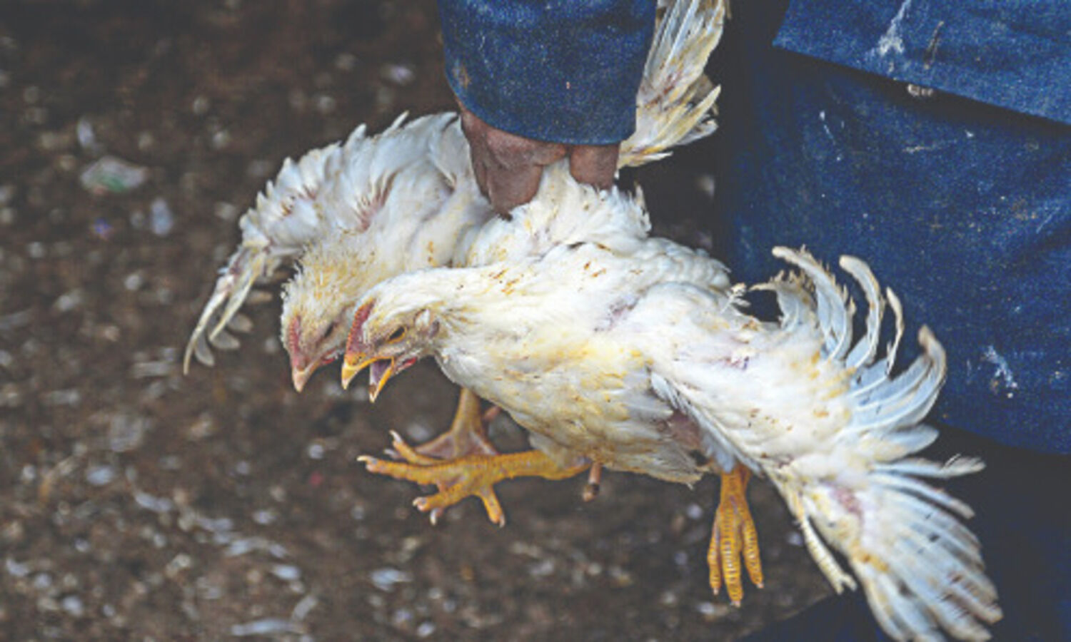 Bird flu in poultry confirmed in more dists of Kerala, Maha