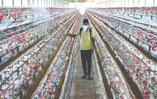 Bird flu in poultry confirmed in more dists of Maha, MP and Chhattisgarh Bird flu in poultry confirmed in more dists of Maha, MP and Chhattisgarh