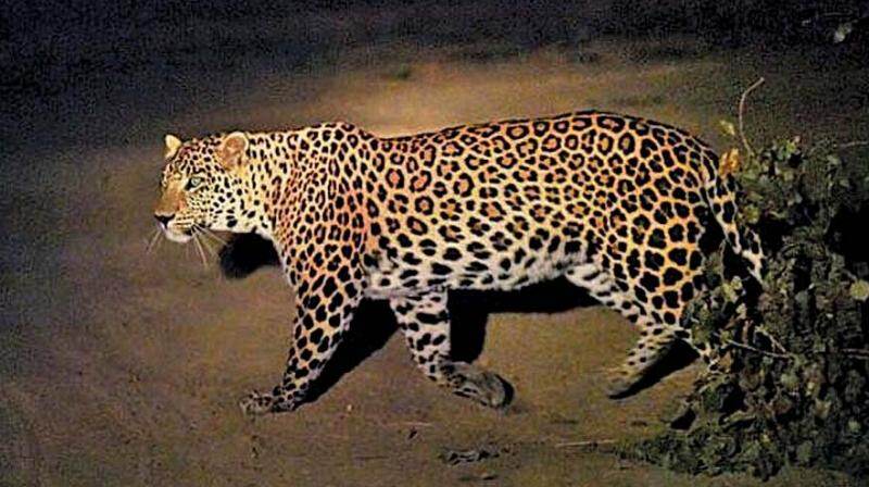 2 lions, leopard found dead in Gujarat