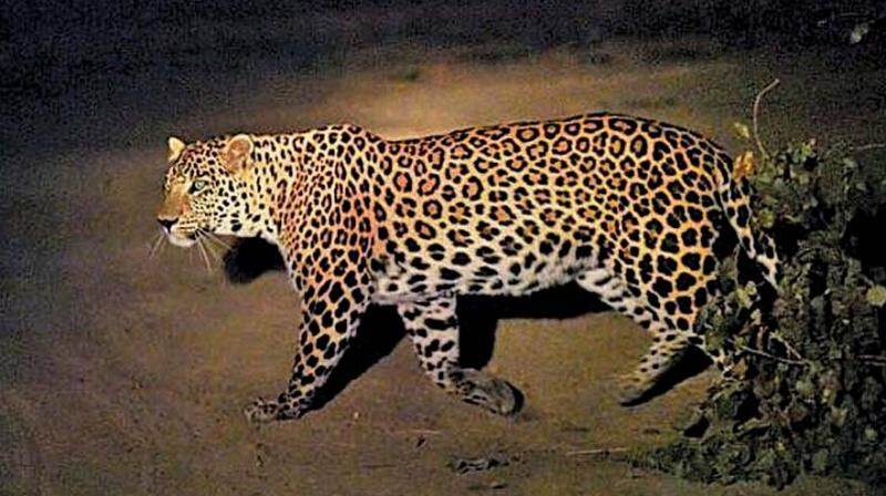 2 lions, leopard found dead in Gujarat 2 lions, leopard found dead in Gujarat