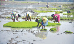 State spends Rs 9K cr in current fiscal to get paddy from farmers against Centres poor procurement State spends Rs 9K cr in current fiscal to get paddy from farmers against Centres poor procurement