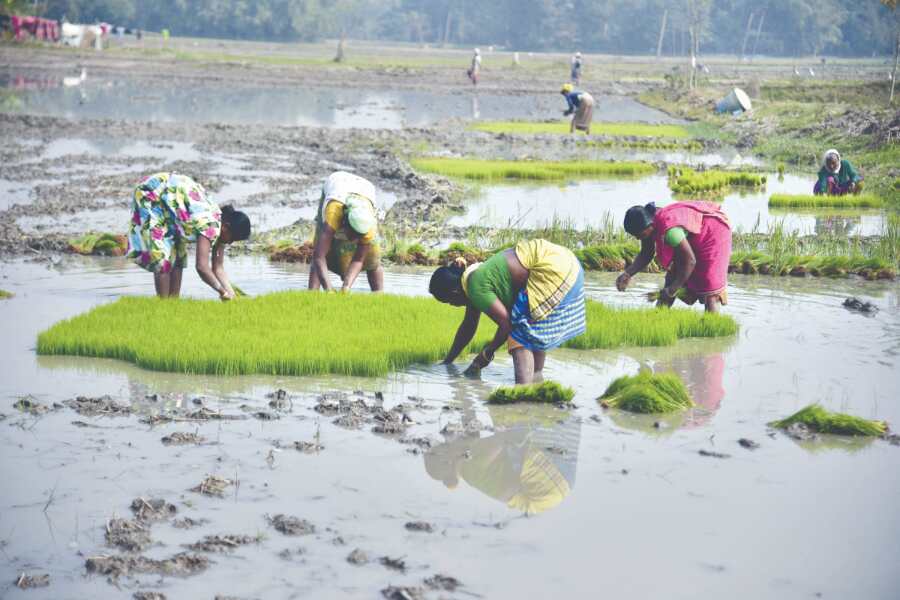 State spends Rs 9K cr in current fiscal to get paddy from farmers against Centres poor procurement