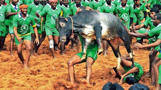 Oscars 2021: Jallikattu exits international feature race, short film Bittu moves to next round Oscars 2021: Jallikattu exits international feature race, short film Bittu moves to next round