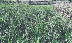 Himachal Pradesh all set to double production of ginger in next 5-6 years