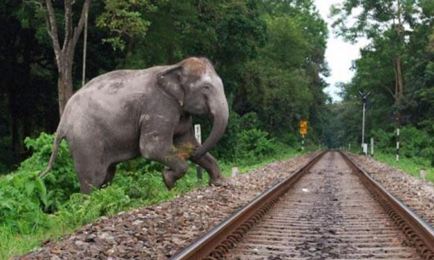 Another elephant found dead in Karlapat sanctuary, 6 jumbos die in 14 days