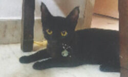 Not a mere Billi Not a mere Billi