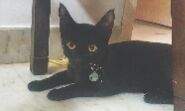 Not a mere Billi Not a mere Billi
