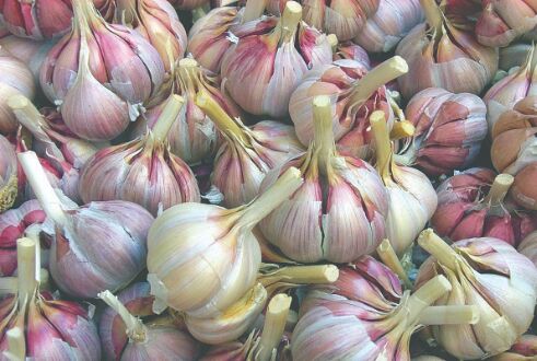 HP excels in garlic production to boost farmers income HP excels in garlic production to boost farmers income
