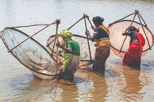 Boost for SHGs: Fisheries dept gives nod to Pond-to-Fingerling project