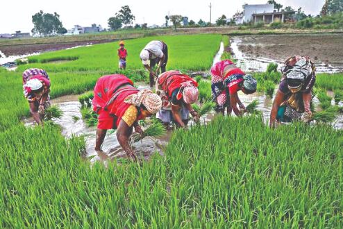 Tomar emphasises on raising pvt investment in farm sector Tomar emphasises on raising pvt investment in farm sector
