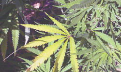 Hemp, a hope or threat in Himachal