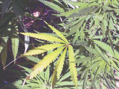 Hemp, a hope or threat in Himachal Hemp, a hope or threat in Himachal