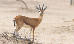 Pursuit of the bright trail