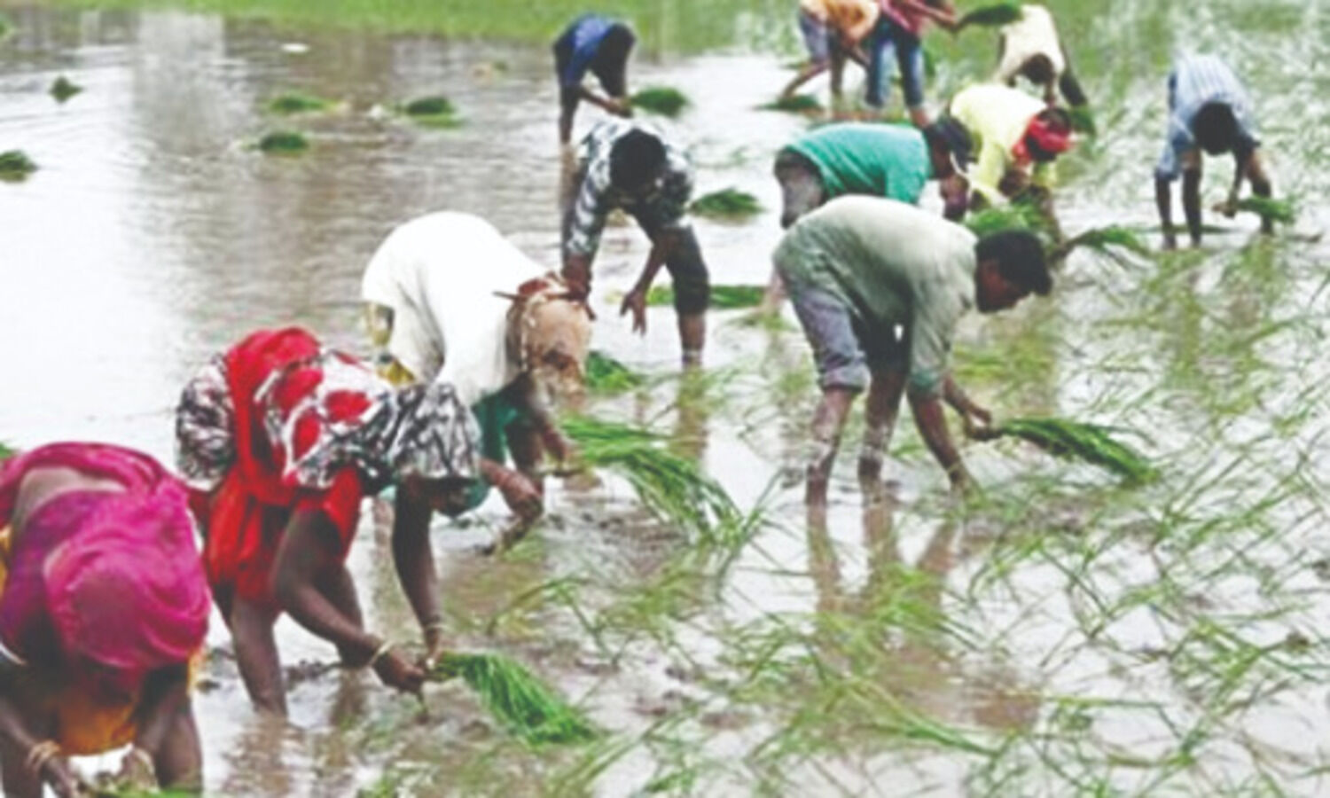 2021 Kharif sowing slowly picks up; over 56.50 lakh hectare coverage so far