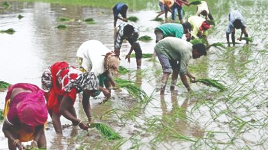 2021 Kharif sowing slowly picks up; over 56.50 lakh hectare coverage so far