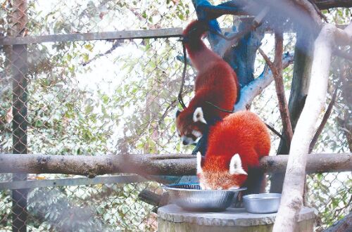 Darjeeling Zoo to get 5 red pandas from abroad