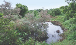 Ggm: Groundwater levels down by 5 m in two years