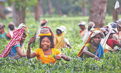 Cha Sundari, dev work to give TMC edge in Alipurduar