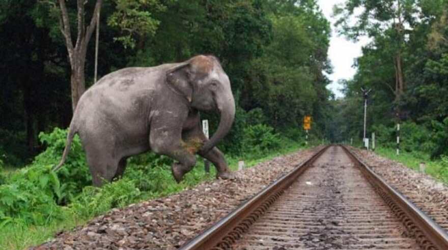 Farmer dies in elephant attack in Ktaka