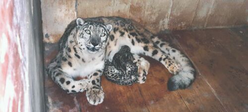 Good news: 3 snow leopard cubs born at Darjeeling Zoo