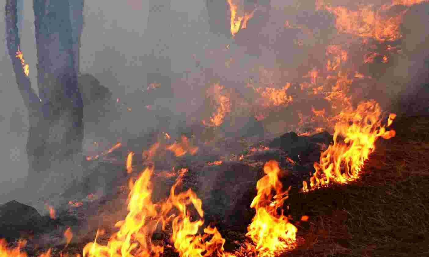 Ukhands toll in forest fires rises to eight Ukhands toll in forest fires rises to eight