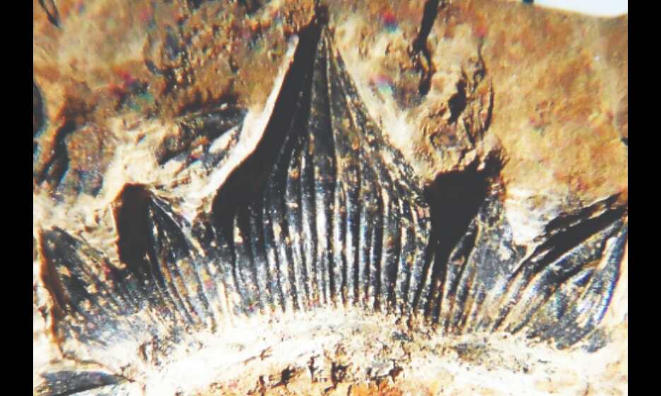 300-million-year-old Godzilla shark discovered in New Mexico gets formal name 300-million-year-old Godzilla shark discovered in New Mexico gets formal name
