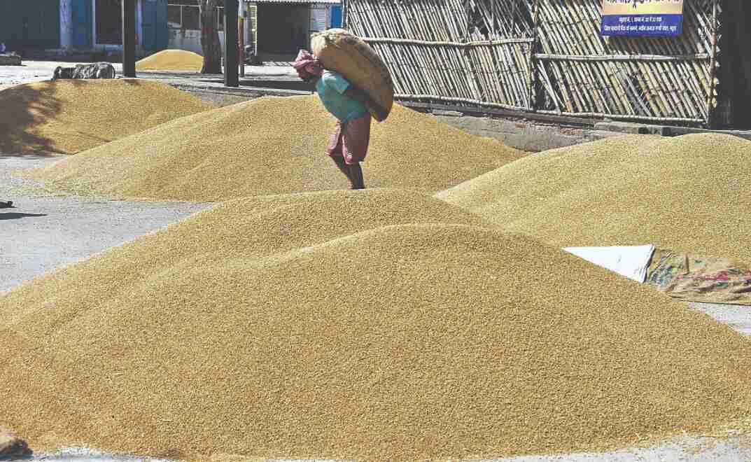 PMGKAY: Centre gears up for distribution of free foodgrains to 80 cr poor from May 1 PMGKAY: Centre gears up for distribution of free foodgrains to 80 cr poor from May 1