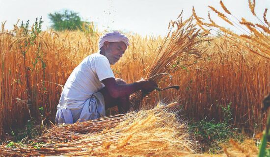 Over 81% wheat area harvested, says govt Over 81% wheat area harvested, says govt