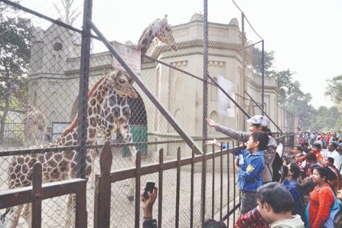 Now, watch live videos of Alipore Zoo inmates on FB