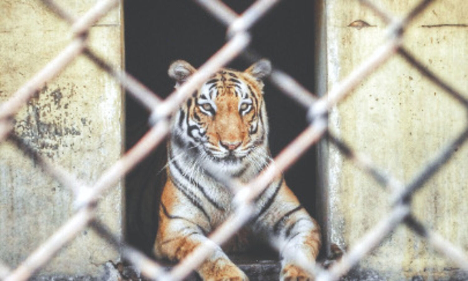 Steps taken at Alipore Zoo to check virus spread among inmates