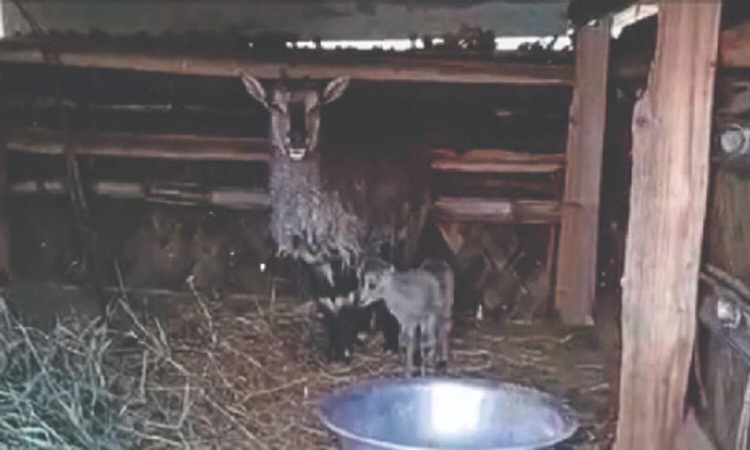Two Blue Sheep fawns born at Darjeeling Zoo