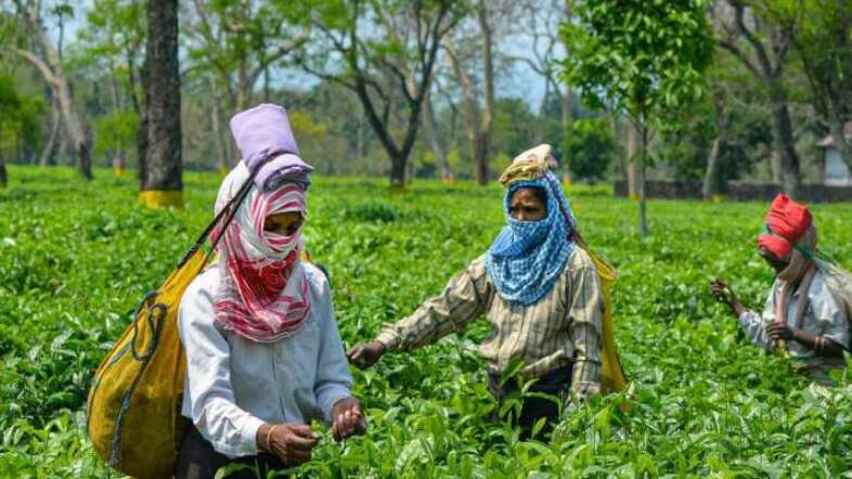 Tea workers remain loyal to BJP, minorities to Cong-AIUDF in Assam