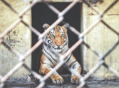 Steps taken at Alipore Zoo to check virus spread among inmates